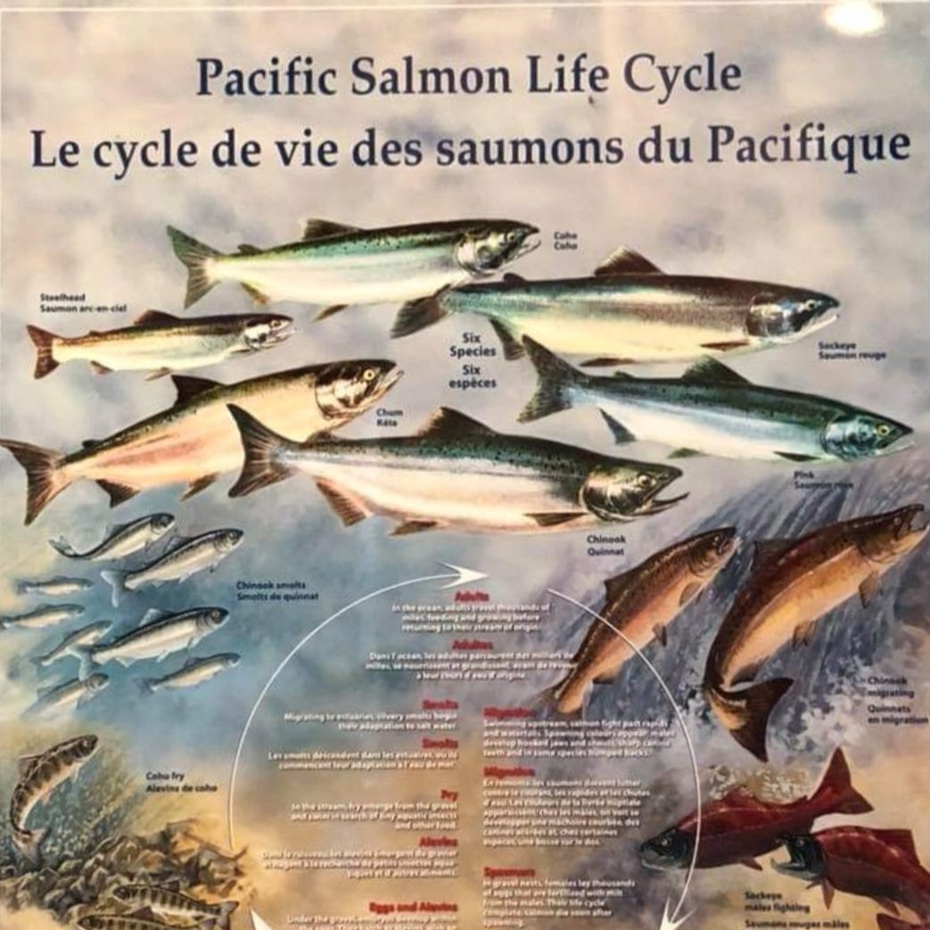 <span> 1ª Parada - 60 Minutos </span>Salmon Hatchery