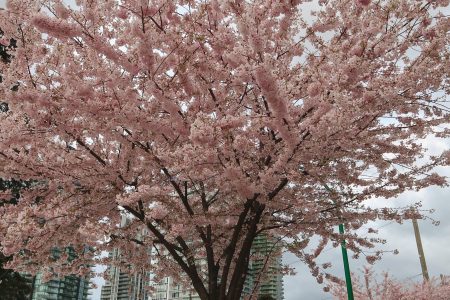Cerejeiras em Vancouver